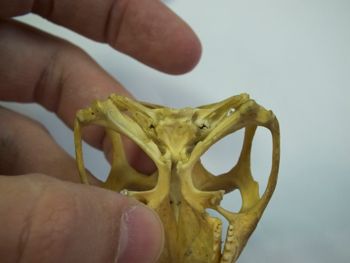 Media type: image;   Herpetology R-4702